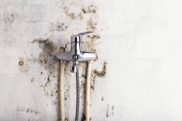 Best Residential Mold Remediation in Tilden, NE