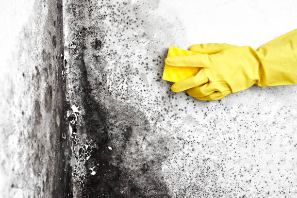 Best Residential Mold Remediation in Tilden, NE