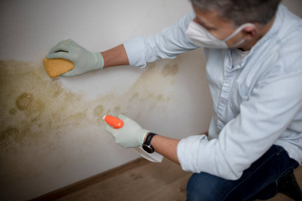 Best Post-Flood Mold Remediation in Tilden, NE